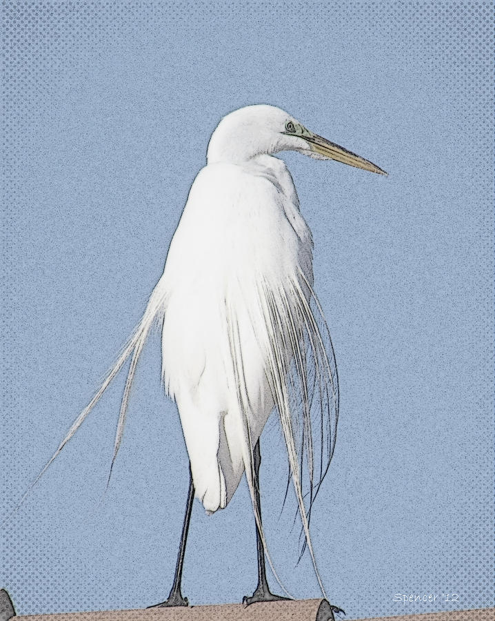 Great Egret #2 Photograph by T Guy Spencer