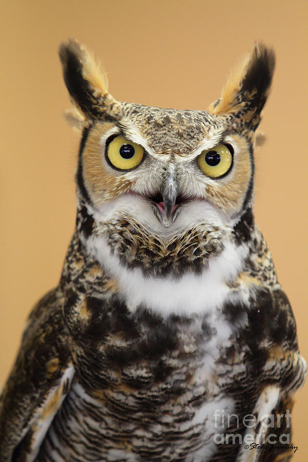 Great Horned Owl #2 Photograph by Steve Javorsky