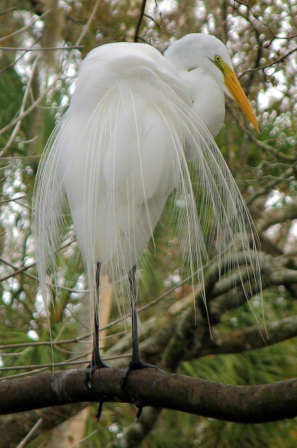 Great White Heron Photograph by David Brown - Fine Art America