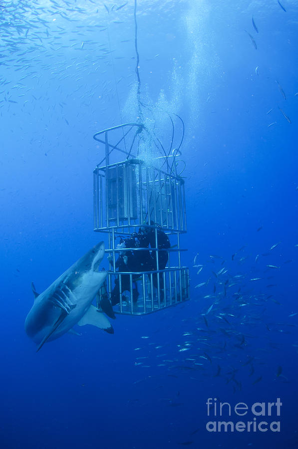Great White Shark Photograph - Great White Shark And Divers, Guadalupe #2 by Todd Winner