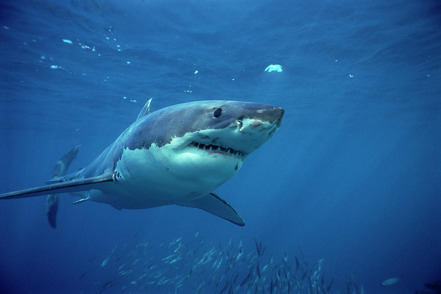 Great White Shark Carcharodon Photograph by Mike Parry