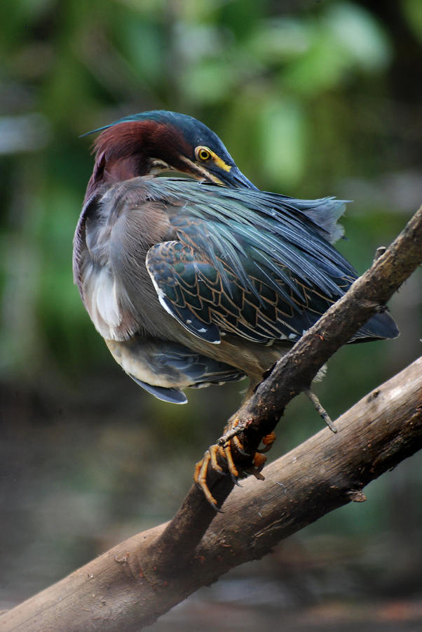 Green Heron #2 Photograph by Perry Van Munster
