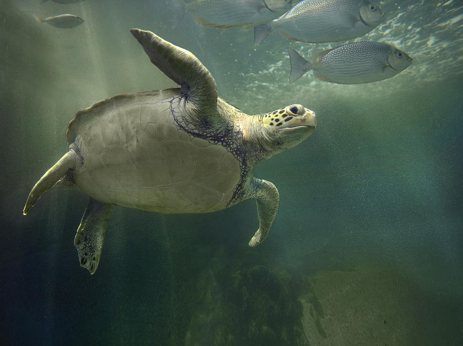 Fish Photograph - Green Sea Turtle Chelonia Mydas #2 by Tim Fitzharris