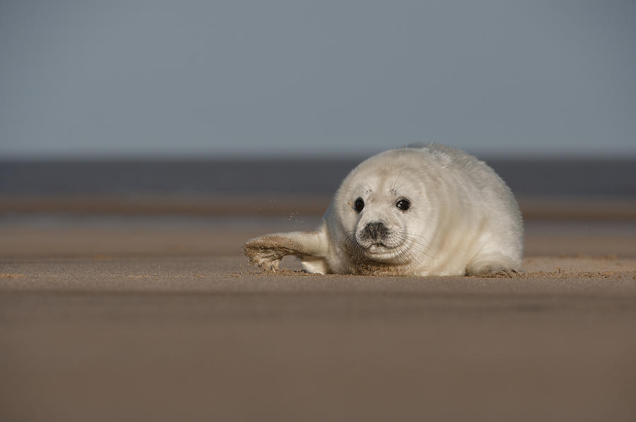 Grey Seal Pup #2 Photograph by Andy Astbury