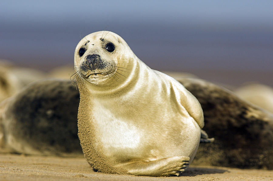 Grey Seal Pup Photograph by Duncan Shaw