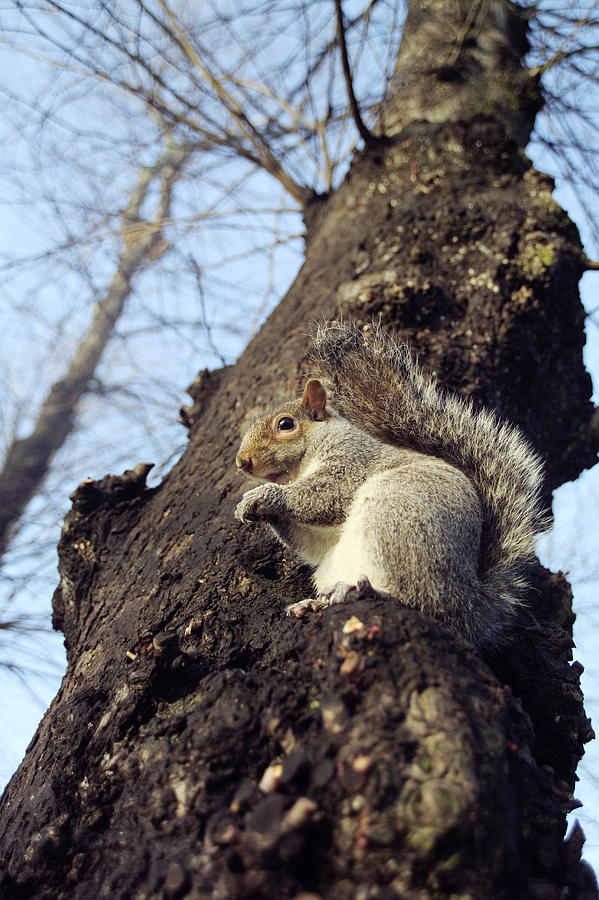 London Photograph - Grey Squirrel #2 by Georgette Douwma