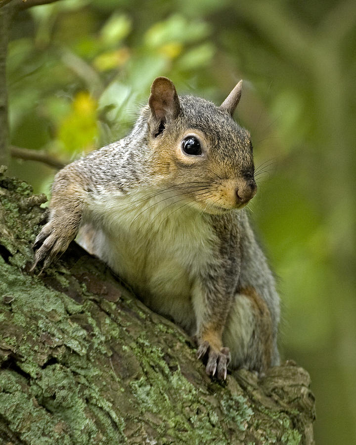 Grey Squirrel #2 Photograph by Paul Scoullar