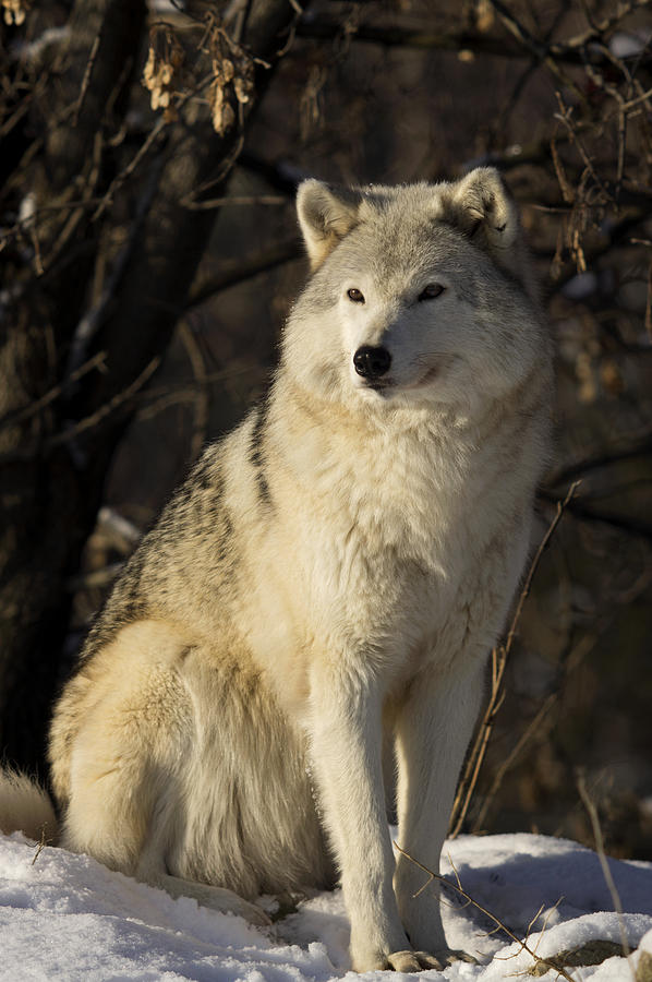 Grey Wolf Canis Lupus In Ecomuseum Zoo #2 Photograph by Steeve Marcoux