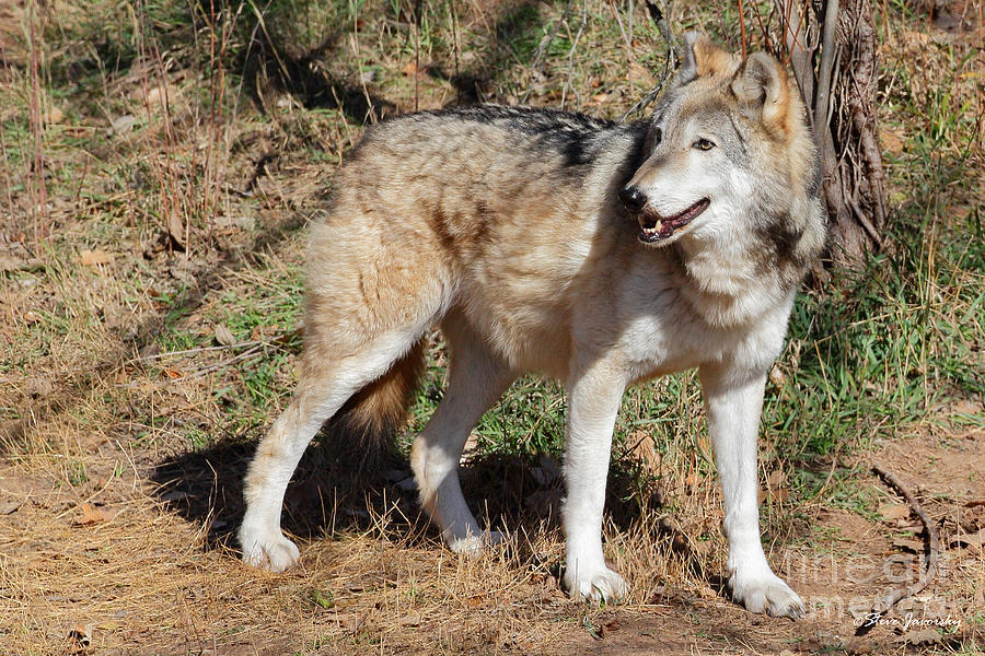 Grey Wolf #2 Photograph by Steve Javorsky