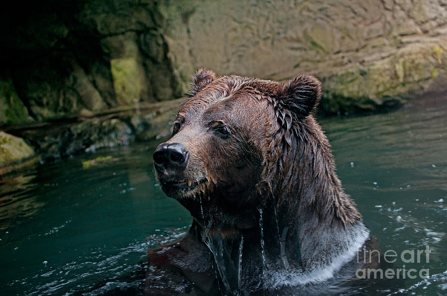 Grizzly Bear or Brown Bear #2 Digital Art by Carol Ailles