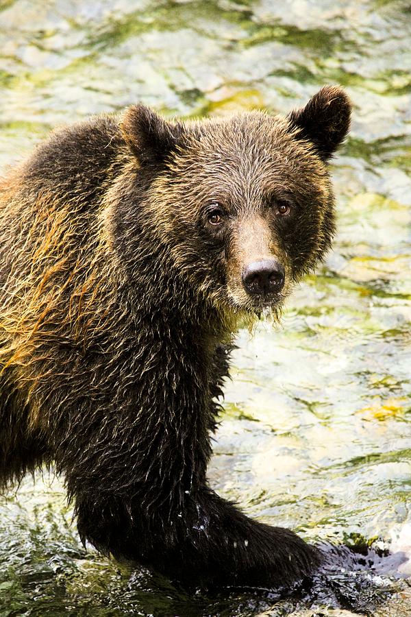 Grizzly Bear Photograph by Richard Wear - Fine Art America