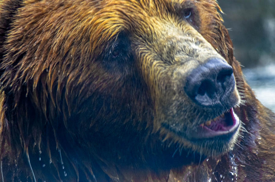 Grizzly Photograph by Brian Stevens | Fine Art America