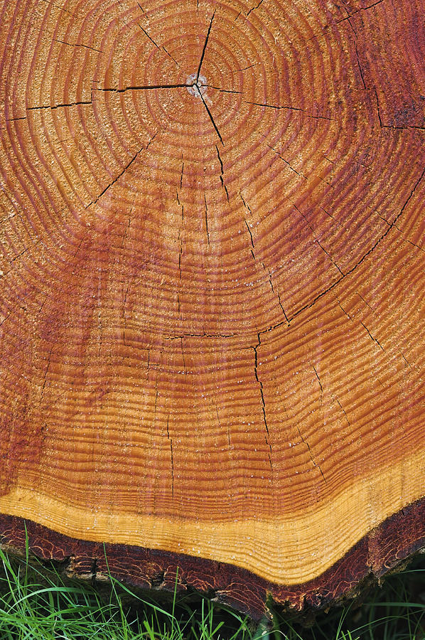 Summer Photograph - Growth Rings Of A Scots Pine Tree #2 by Duncan Shaw