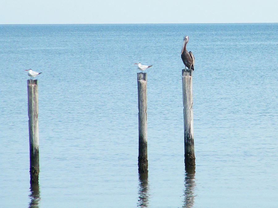 2 Gulls And A Pelican Photograph by Brian Wright