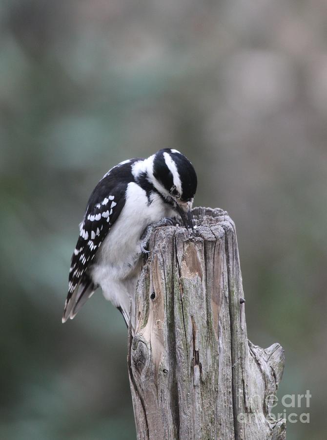 Hairy Woodpecker #2 Photograph by Jack R Brock