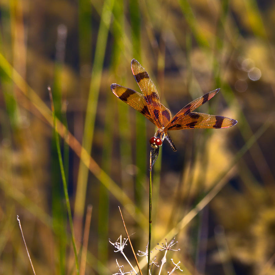 Halloween Pennant Dragonfly #2 Photograph by Ed Gleichman