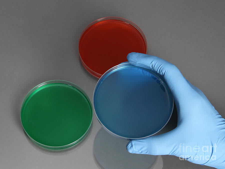 Hand Holding Petri Dish #2 Photograph by Photo Researchers
