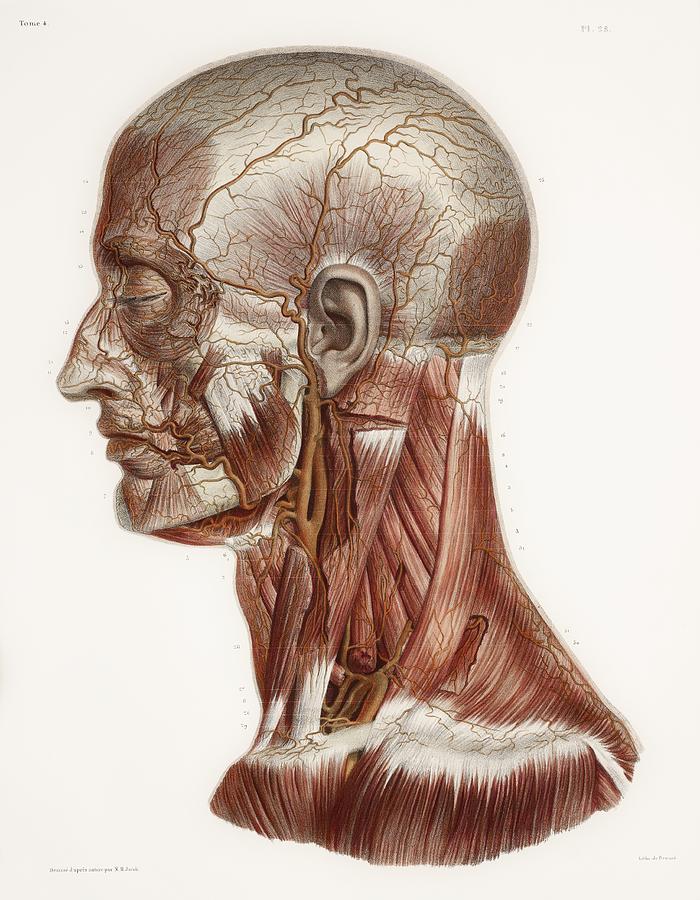 Head And Neck Anatomy Historical Artwork Photograph By Fine Art America