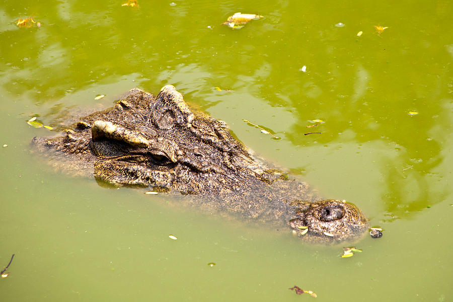 Head Of Crocodile In Water  Photograph by Warrunee Kaewjunchai