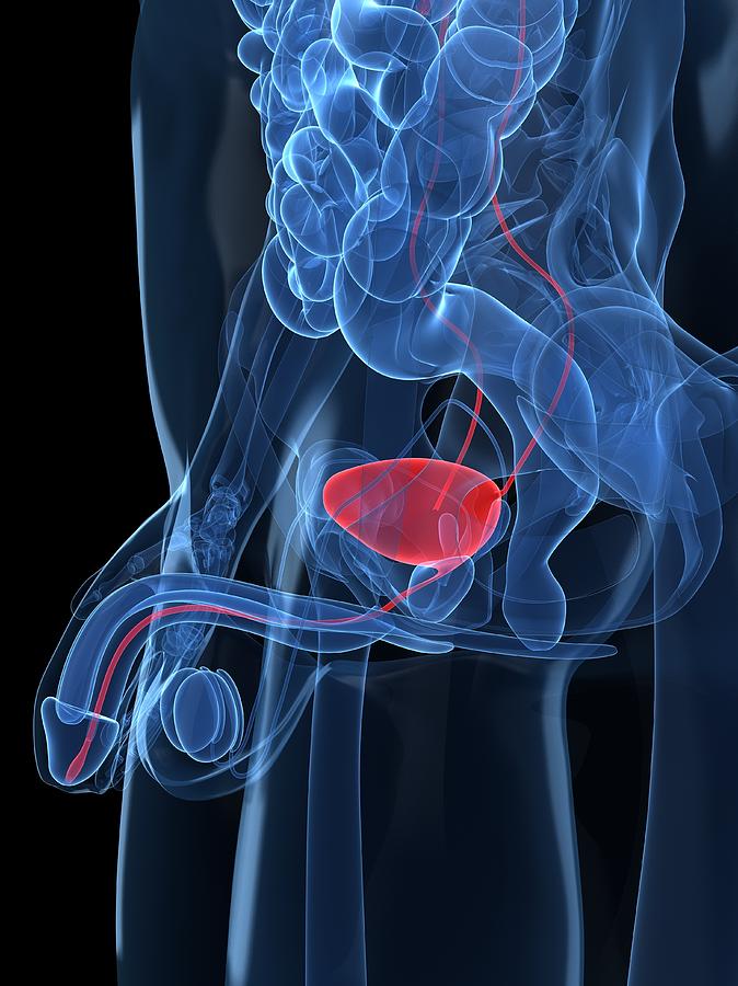 Healthy Prostate Gland, Artwork #2 Digital Art by Sciepro