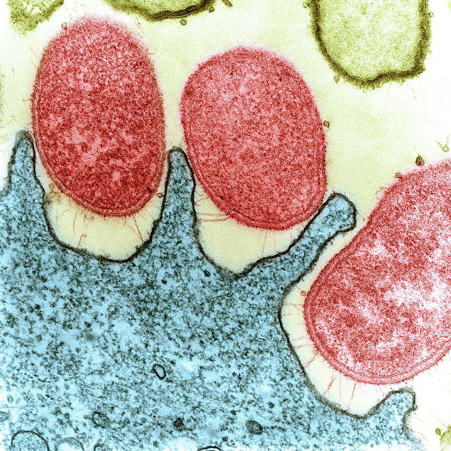 Helicobacter Pylori Photograph - Helicobacter Pylori Bacteria, Tem #2 by 