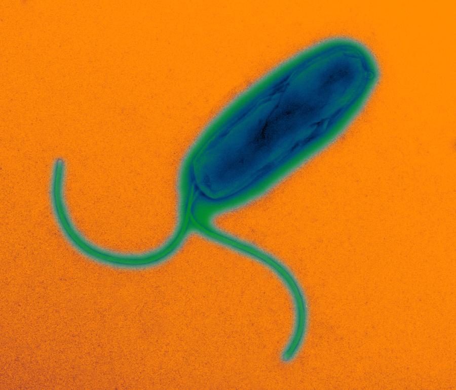 Helicobacter Pylori Photograph - Helicobacter Pylori Bacteria, Tem #2 by Dr Klaus Boller