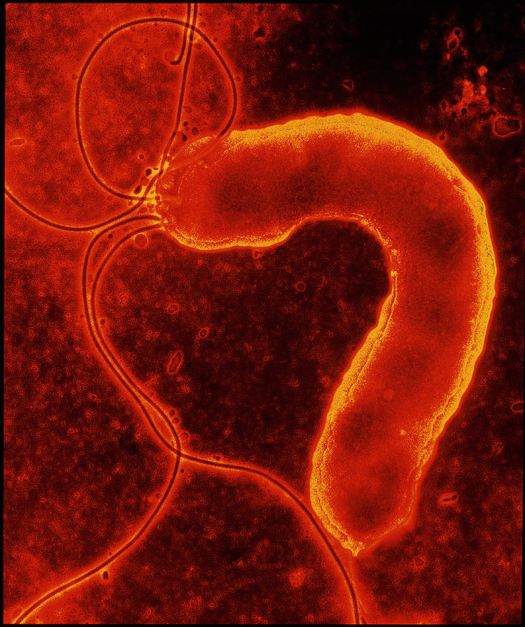 Helicobacter Pylori Photograph - Helicobacter Pylori Bacterium #2 by Nibsc