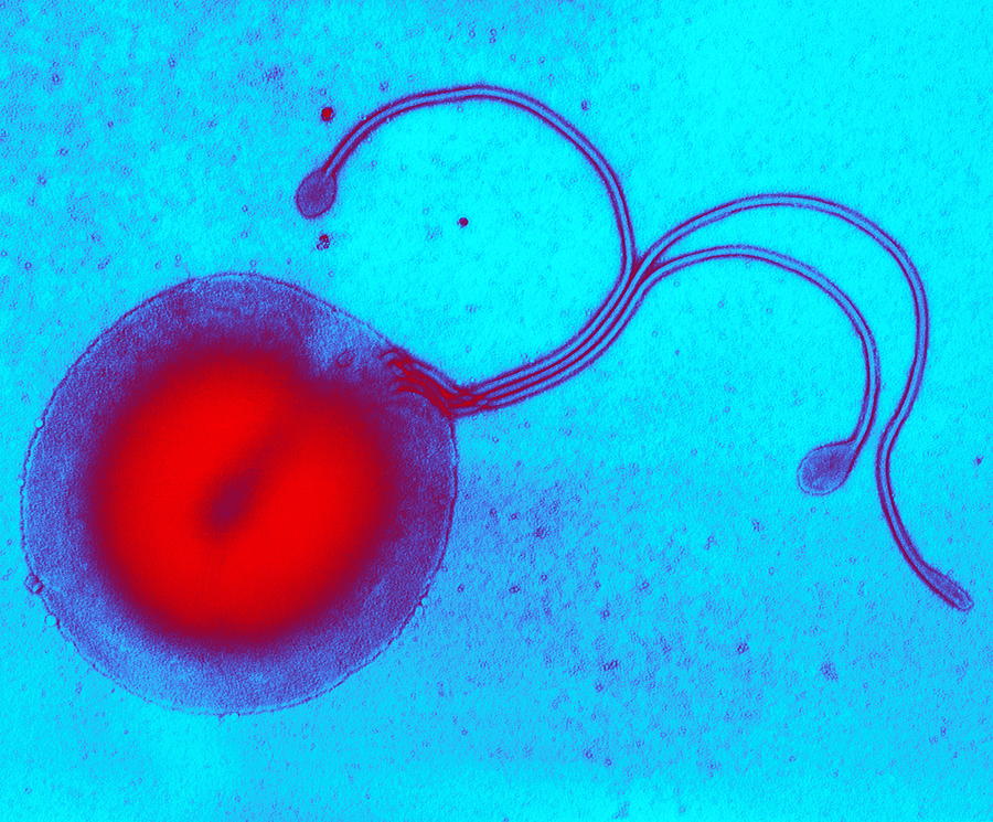 Helicobacter Pylori Photograph - Helicobacter Pylori Bacterium, Tem #2 by Biomedical Imaging Unit, Southampton General Hospital