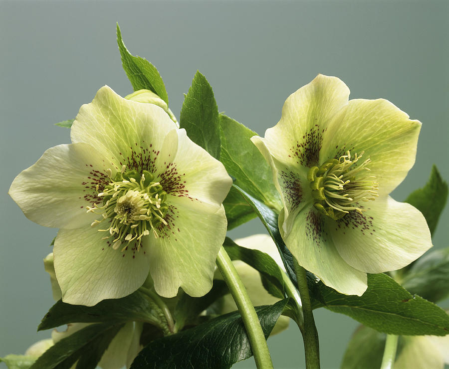 Hellebore Flowers Photograph by Sheila Terry - Fine Art America