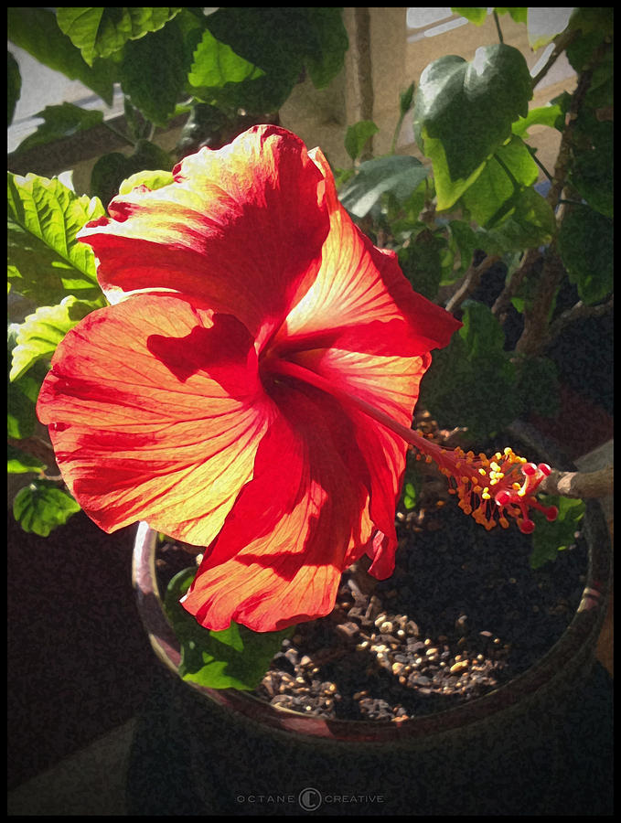 HIbiscus #2 Photograph by Tim Nyberg