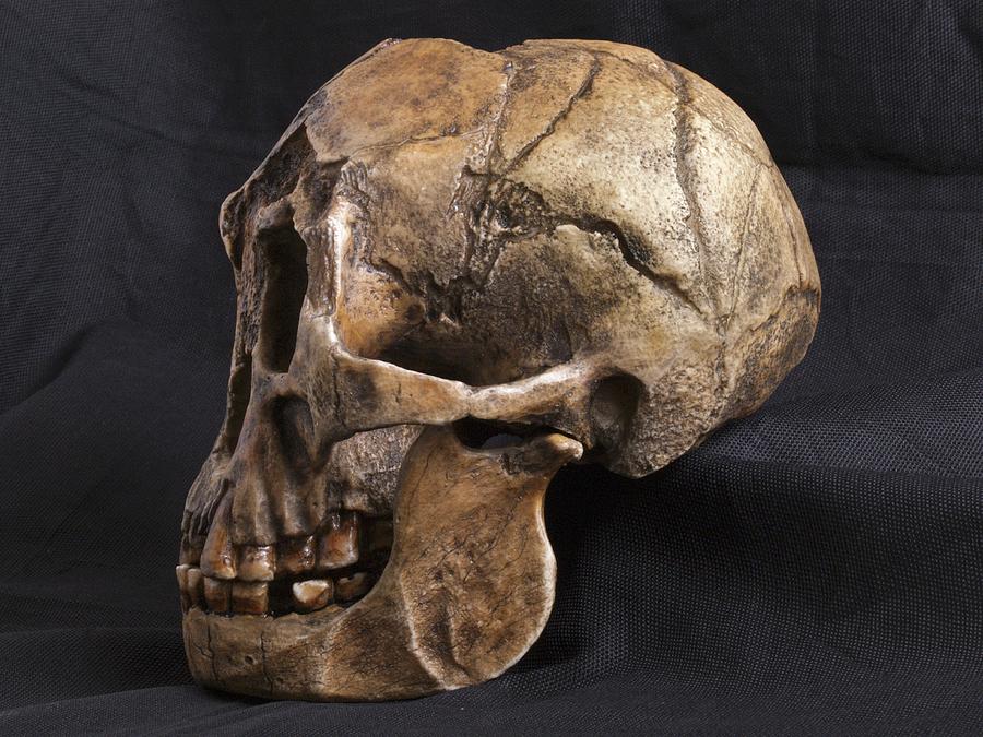 Prehistoric Photograph - Homo Floresiensis Skull #2 by Javier Truebamsf