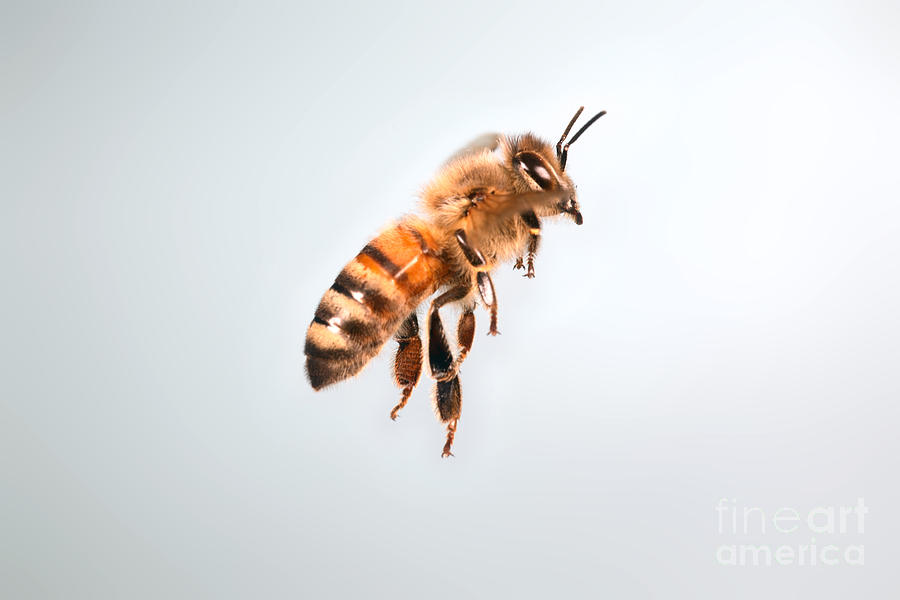 Animal Photograph - Honey Bee In Flight #2 by Ted Kinsman