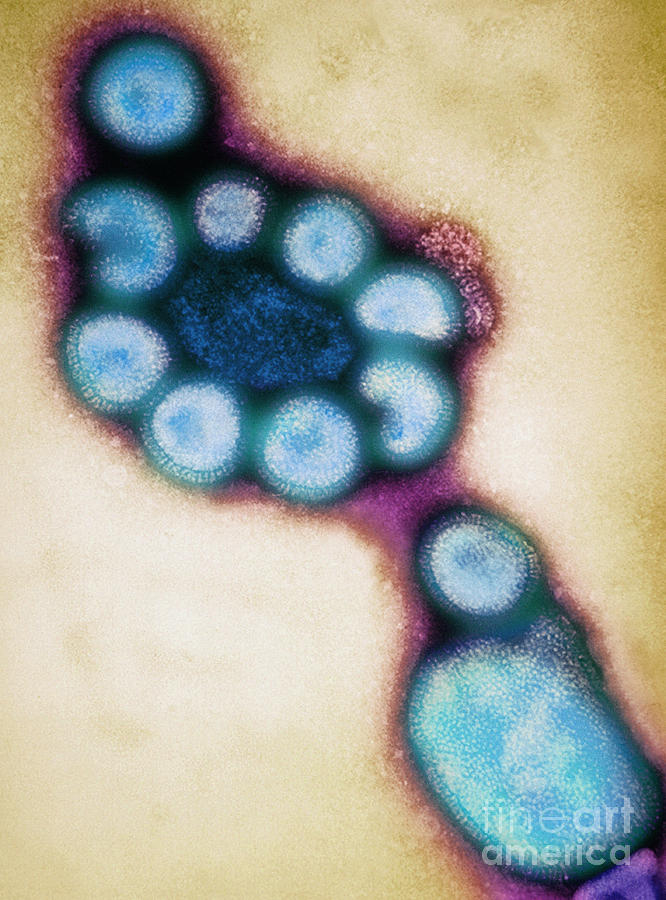 Hong Kong Flu Viruses #2  by Science Source