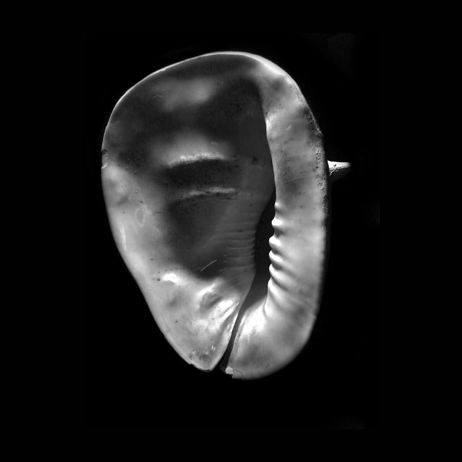 Horned Helmet Shell Cassis cornuta #2 Photograph by Frank Wilson