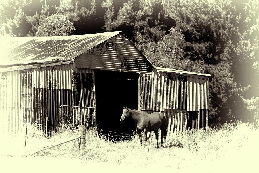 Horse and Old Barn #2 Photograph by Fran Woods