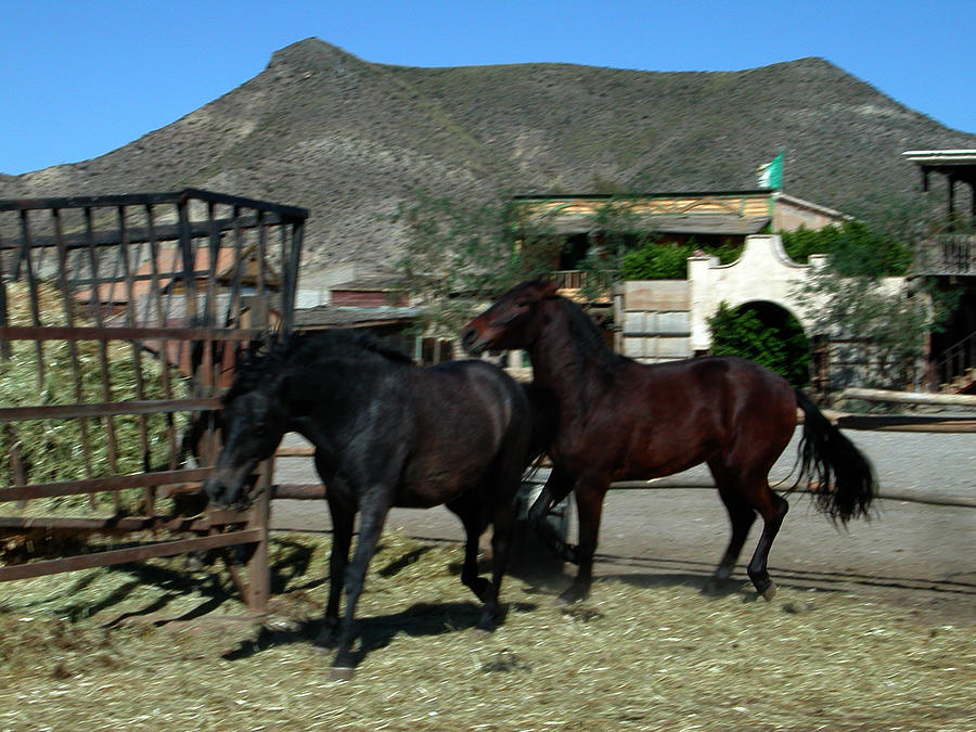 2 Horses in Love in Spain Photograph by Colette V Hera Guggenheim