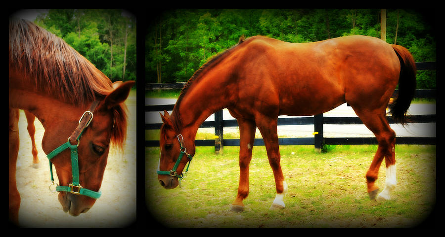 Horses Photograph by Rebecca Frank - Fine Art America