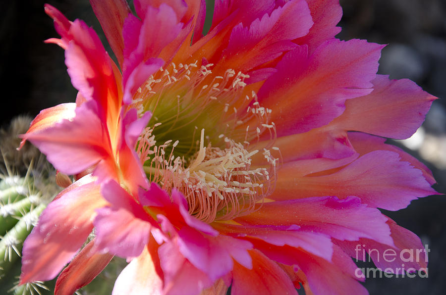Hot pink cactus flower #2 Photograph by Jim And Emily Bush