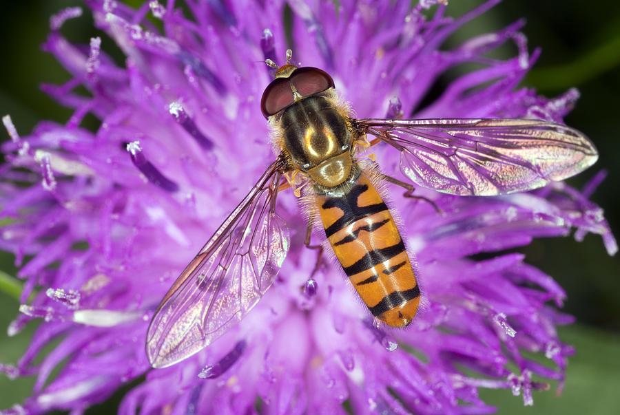 Nature Photograph - Hoverfly #2 by Bob Gibbons