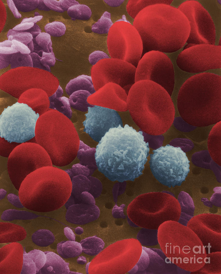 Human Blood Cells #2 Photograph by NIH / Science Source