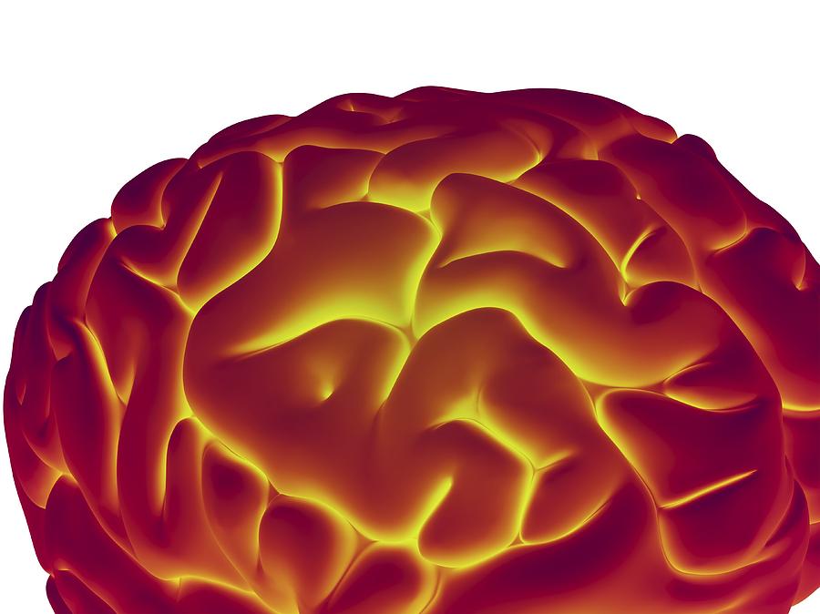 Human Brain, Artwork #2 by Alfred Pasieka / Science Photo Library