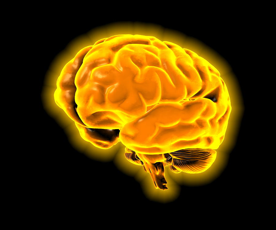 Human Brain, Computer Artwork #2 by Science Photo Library