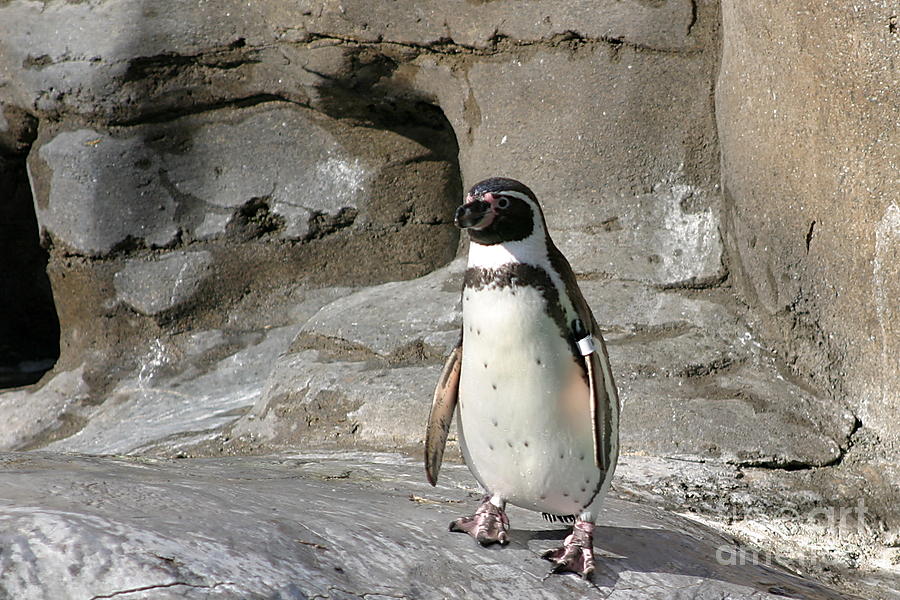 Humboldt Penguin #2 Photograph by Henrik Lehnerer