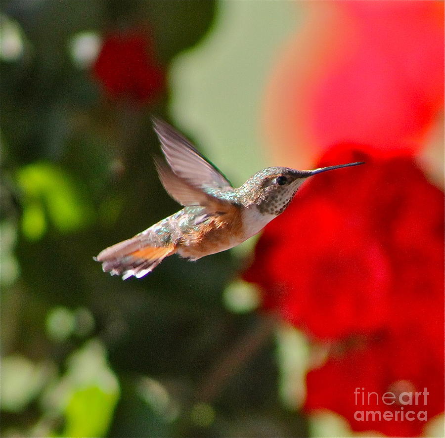 Hummingbird 3 Photograph by Pamela Walrath