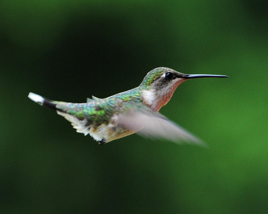 Hummingbird in Flight #5 Photograph by Jai Johnson