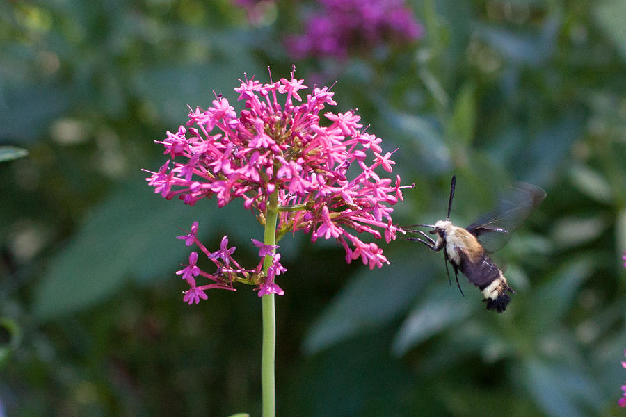 Camino Photograph - Hummingbird Moth by Chris Fullmer Camino Photograph - Hummingbird Moth by Chris Fullmer