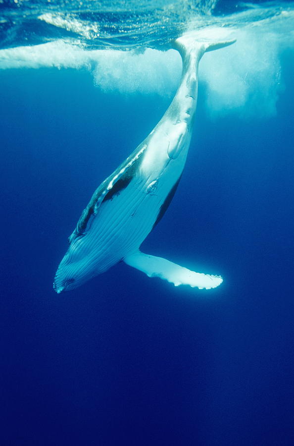 Humpback Whale Photograph by Alexis Rosenfeld