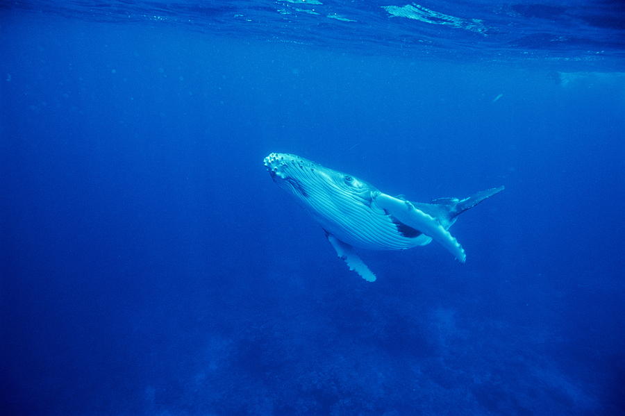 Humpback Whale Baby Photograph by Alexis Rosenfeld