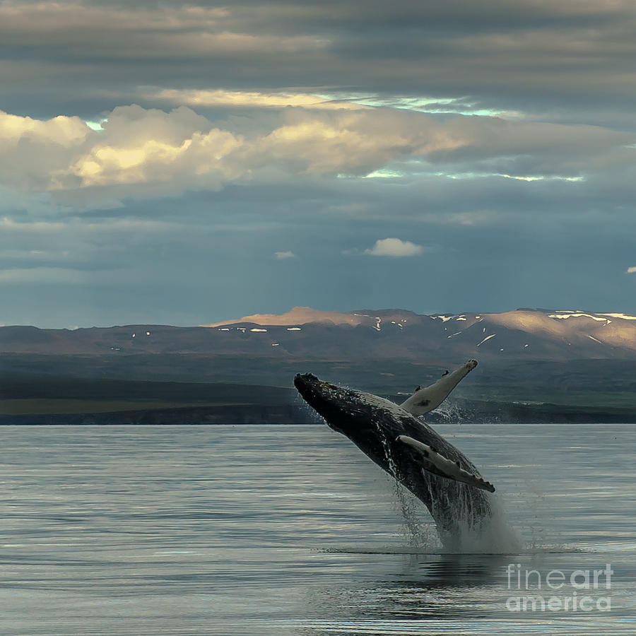 Humpback Whale #2 Photograph by Jorgen Norgaard