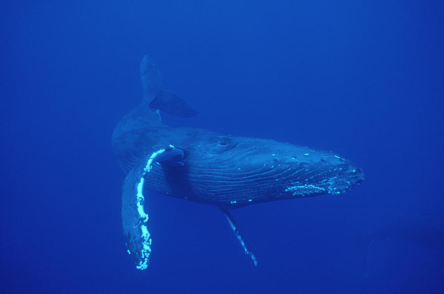 Humpback Whale Maui Hawaii #2 Photograph by Flip Nicklin